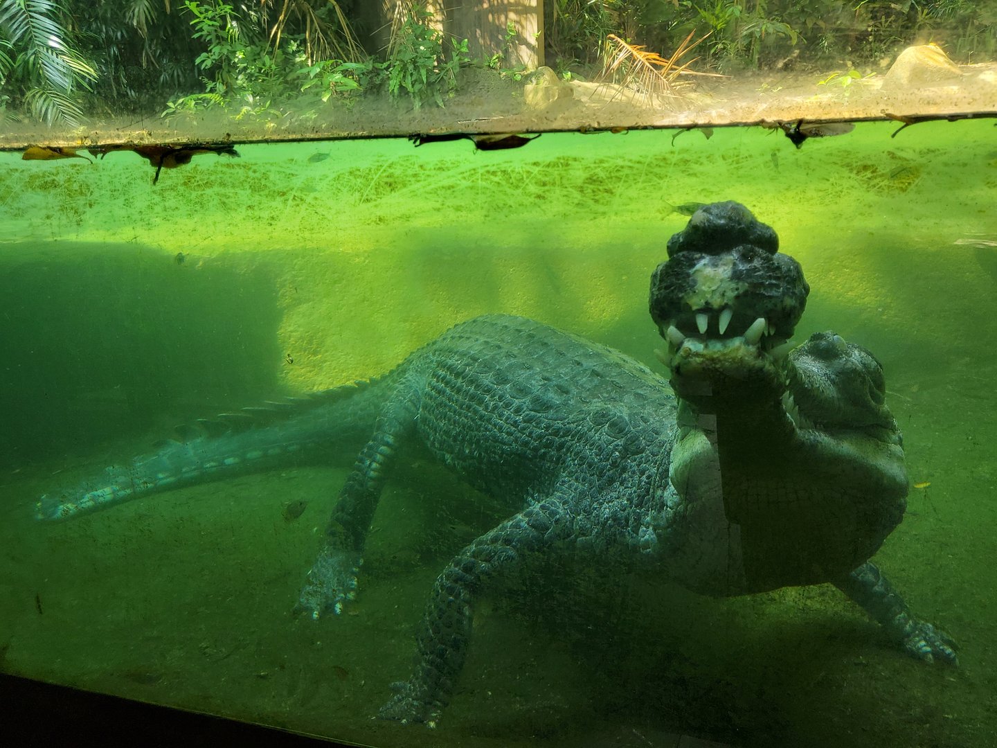 Gharial