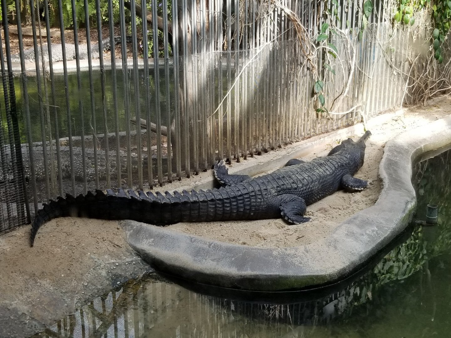 Gharial