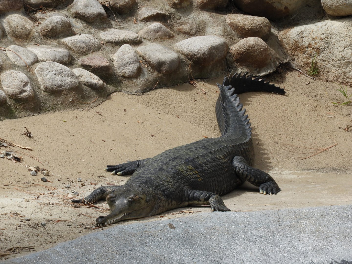 Gharial