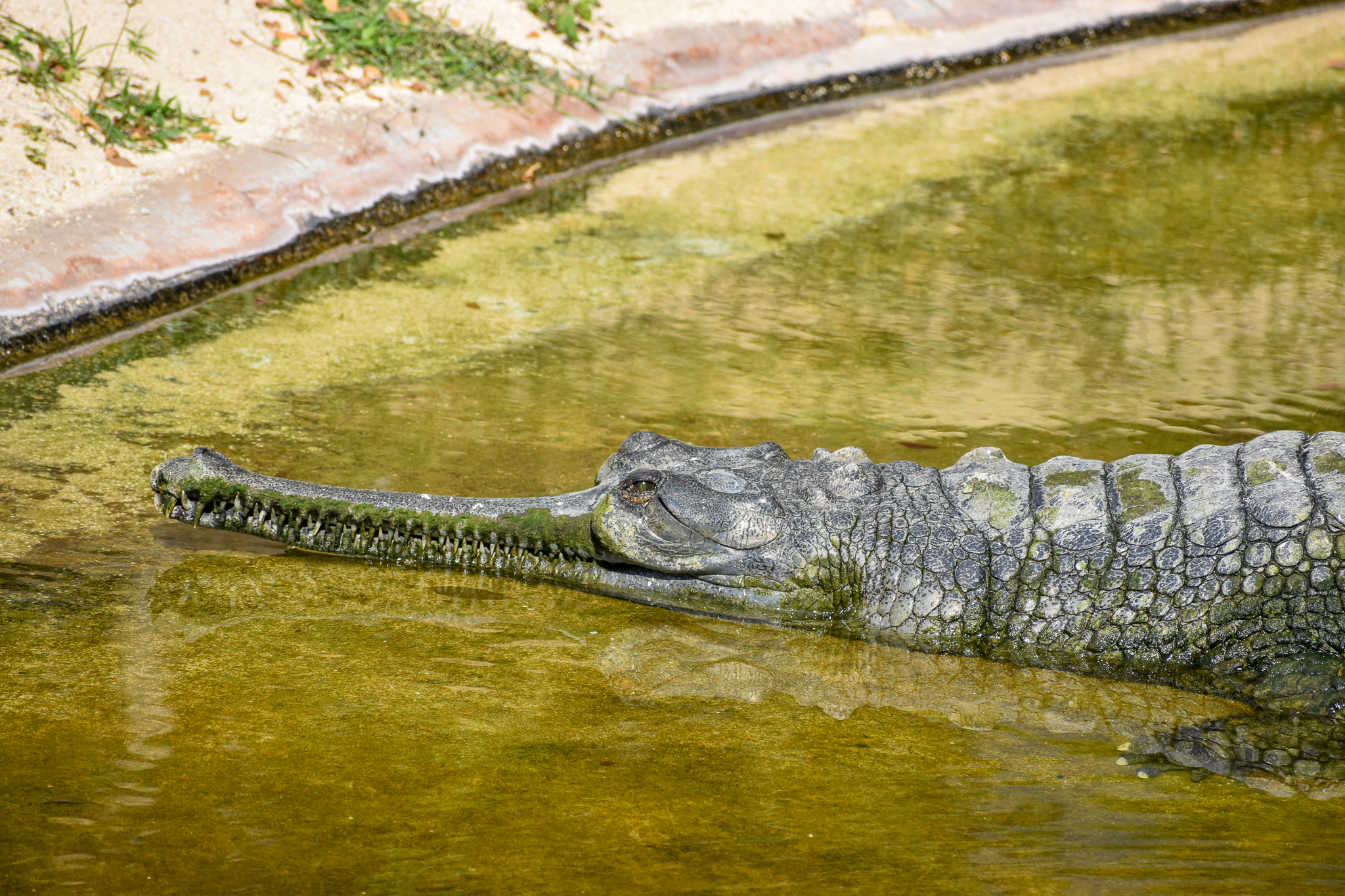 Gharial