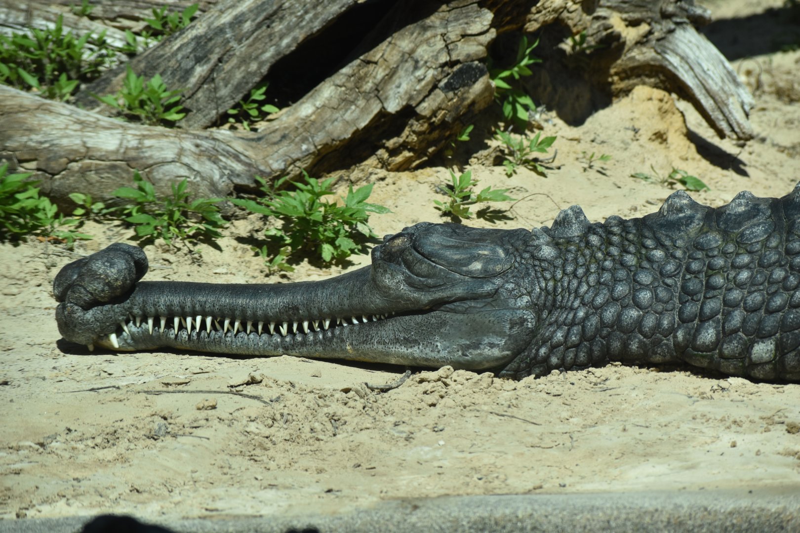 Gharial
