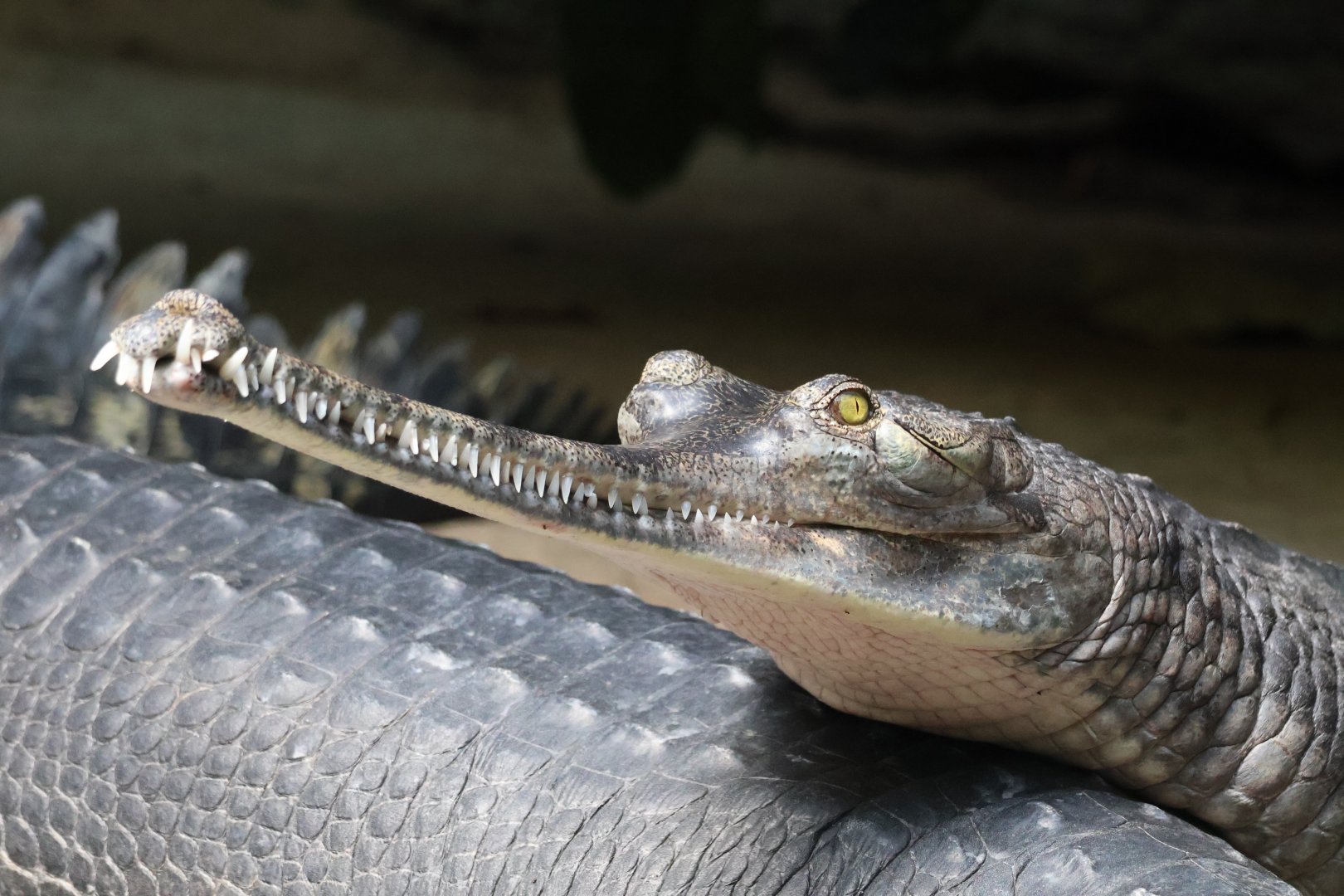 Gharial