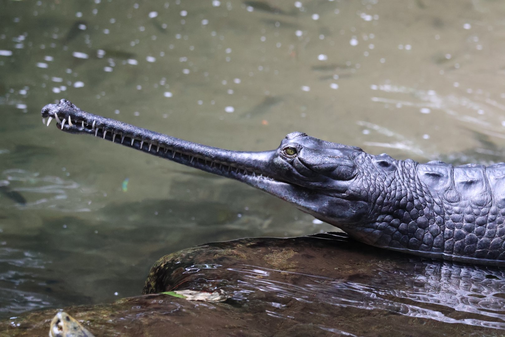Gharial