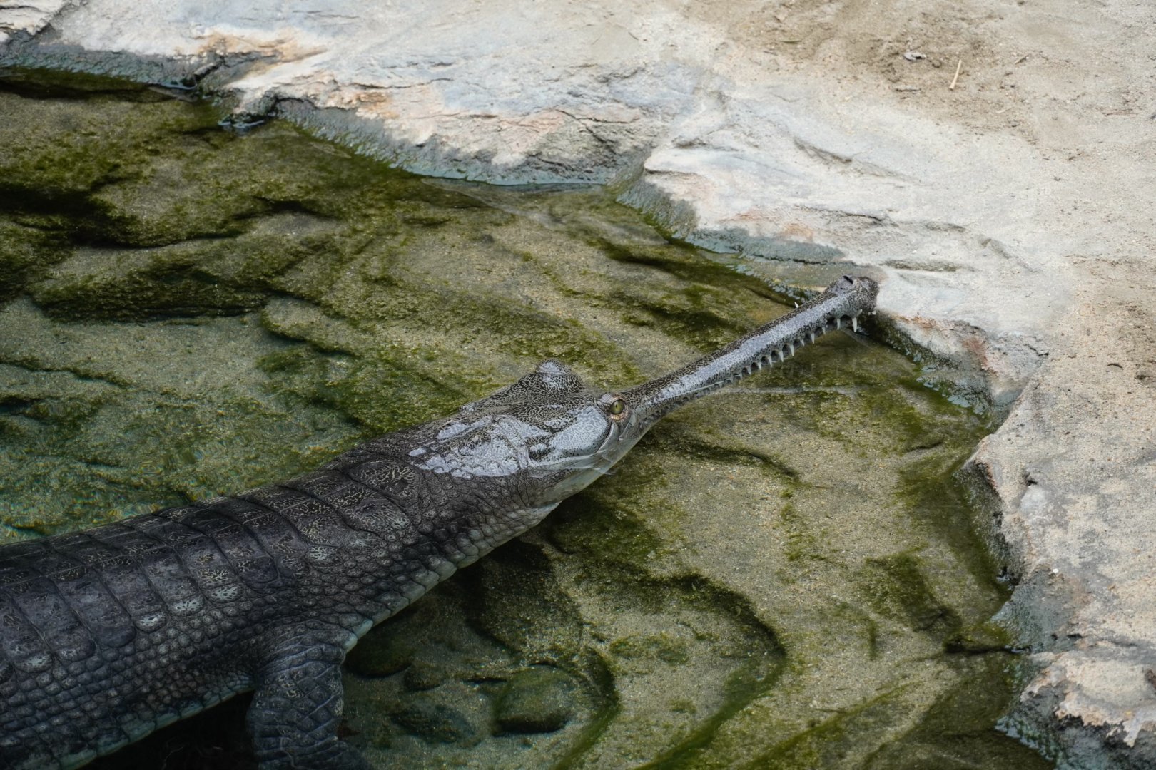 Gharial
