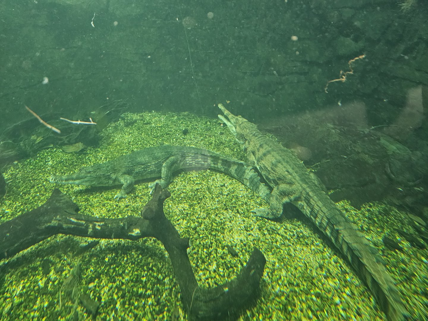 Gharial
