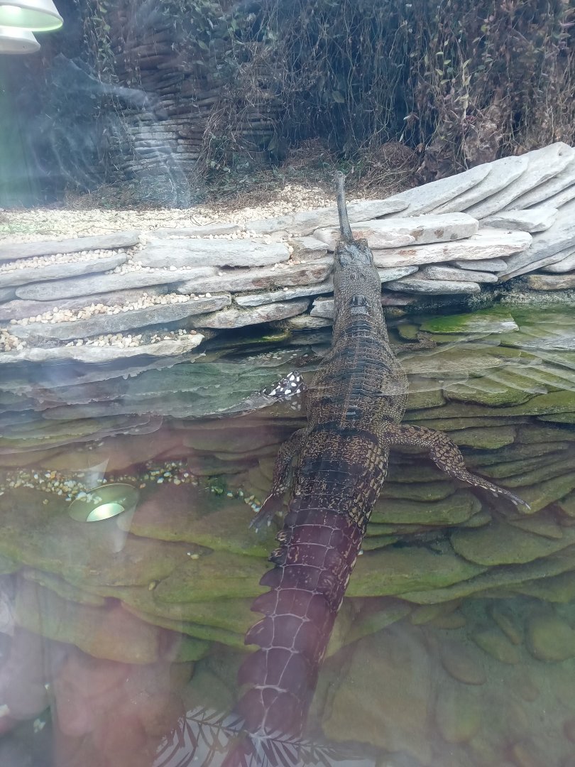 Gharial