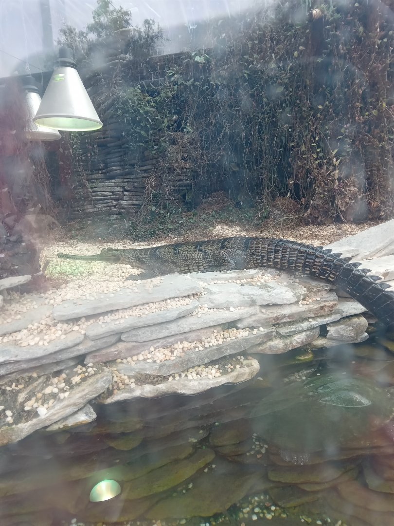 Gharial