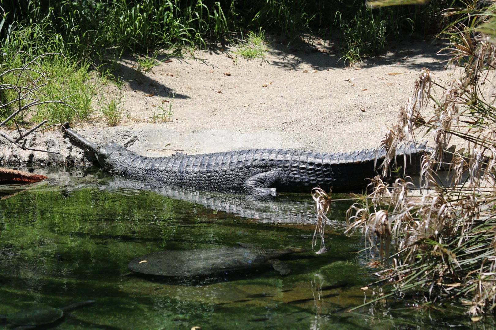 Gharial