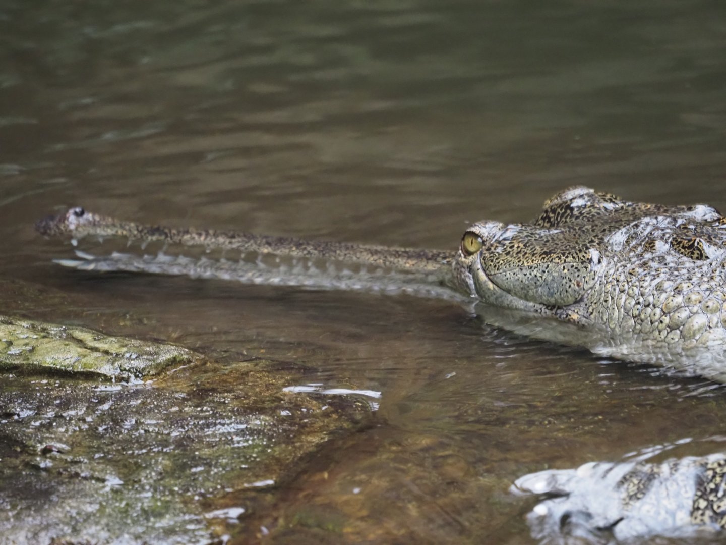 Gharial