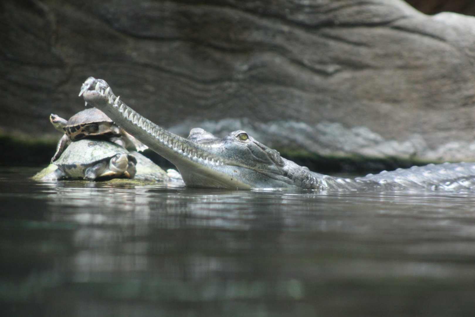 Gharial