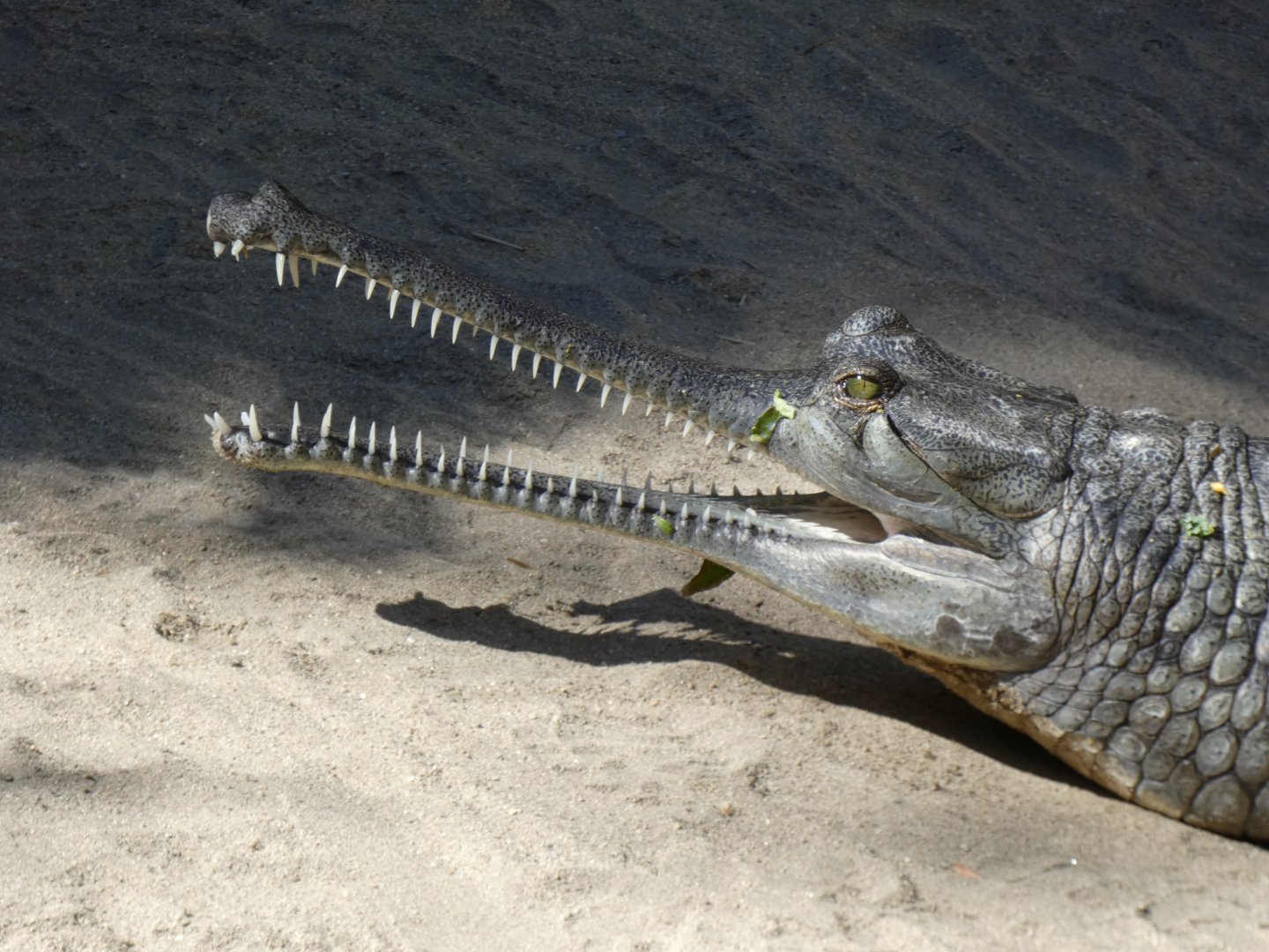 Gharial