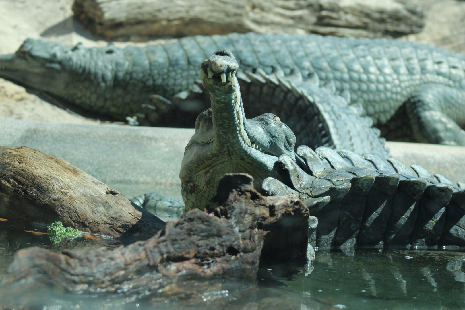 Gharial