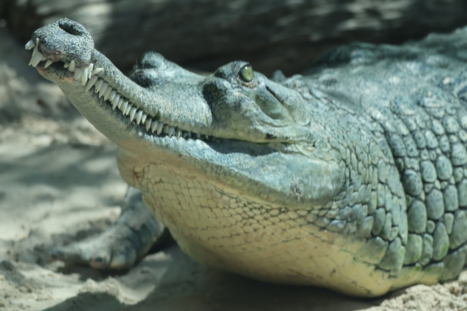 Gharial