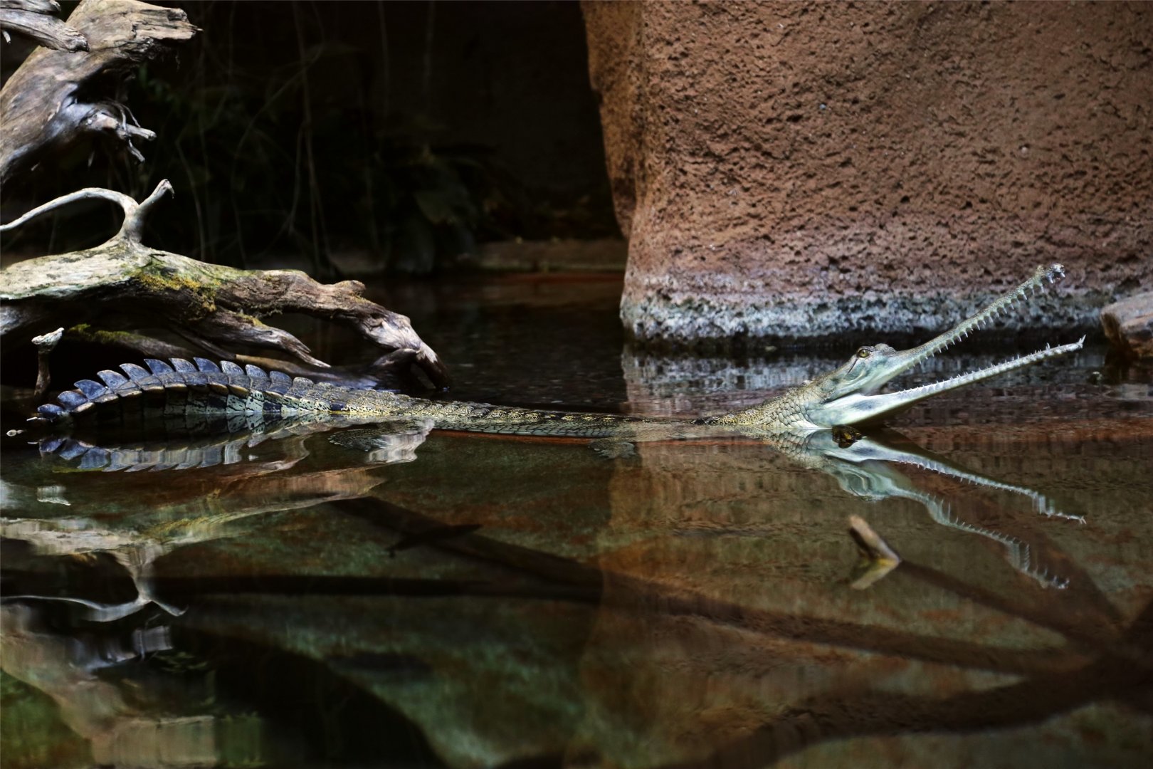 Gharial