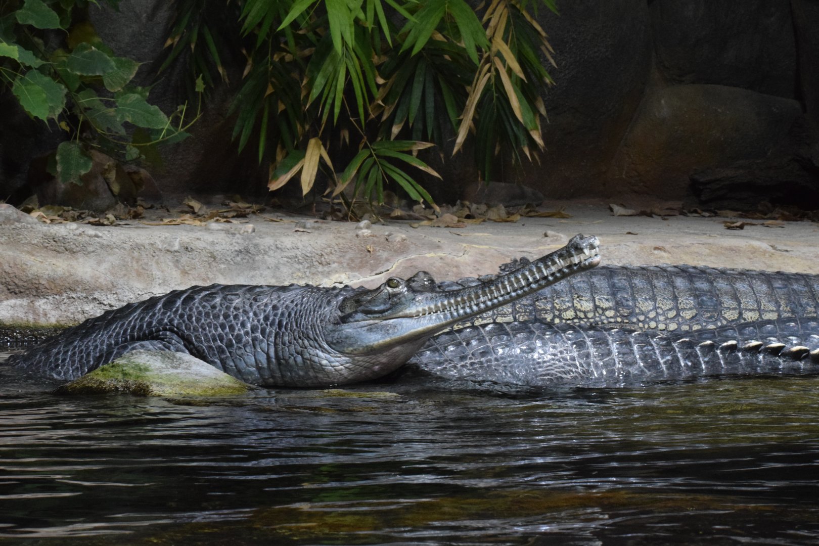 Gharial