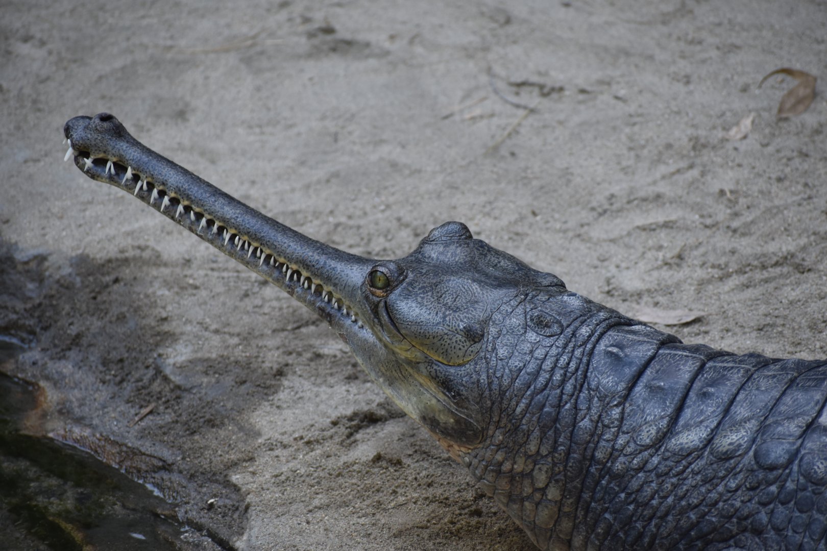 Gharial