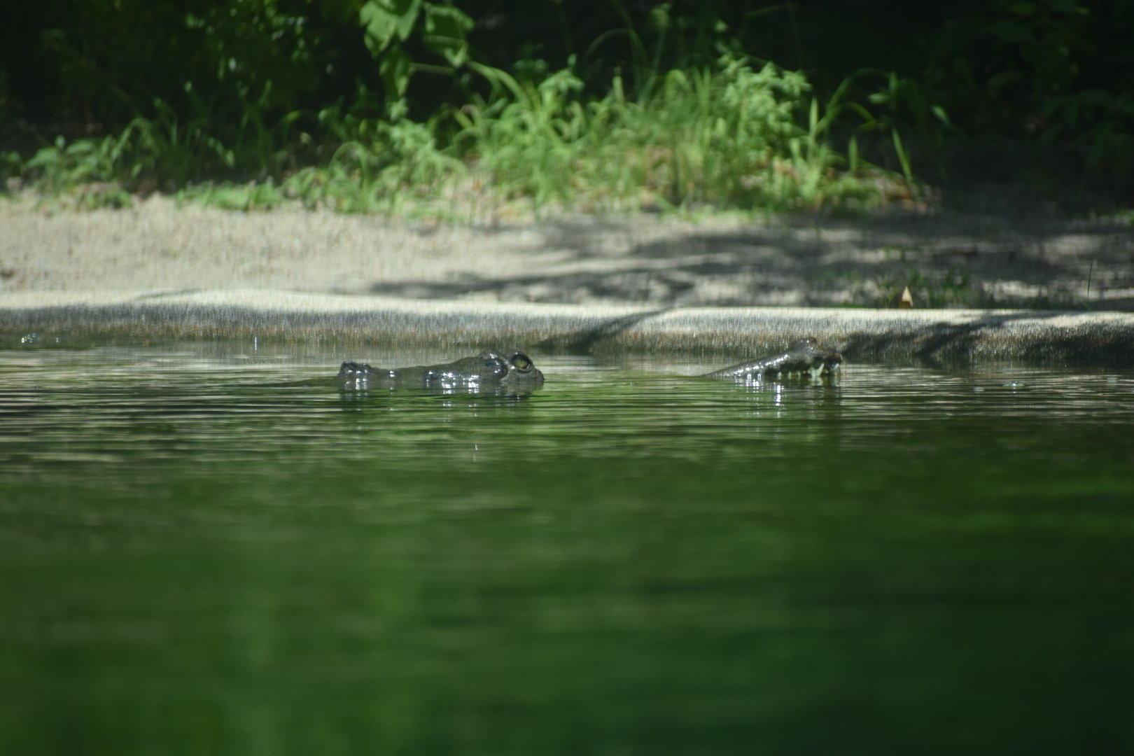 Gharial