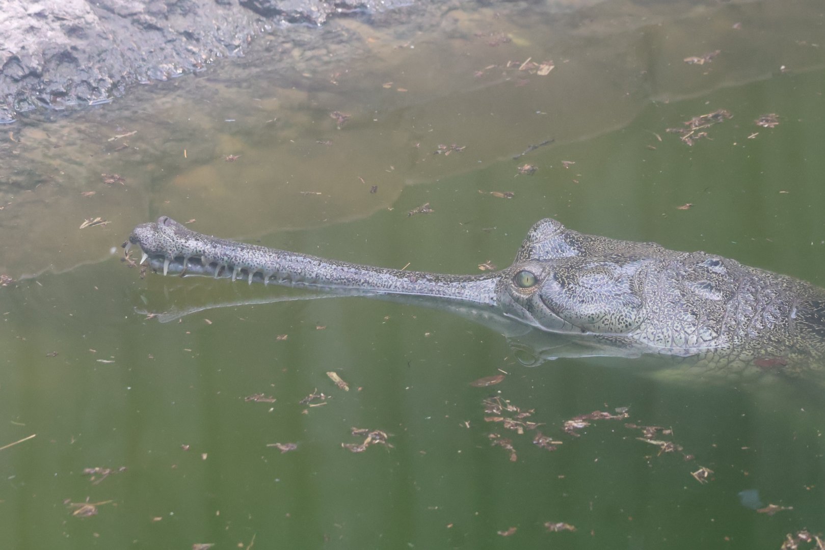 Gharial