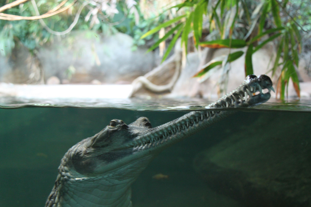 gharial