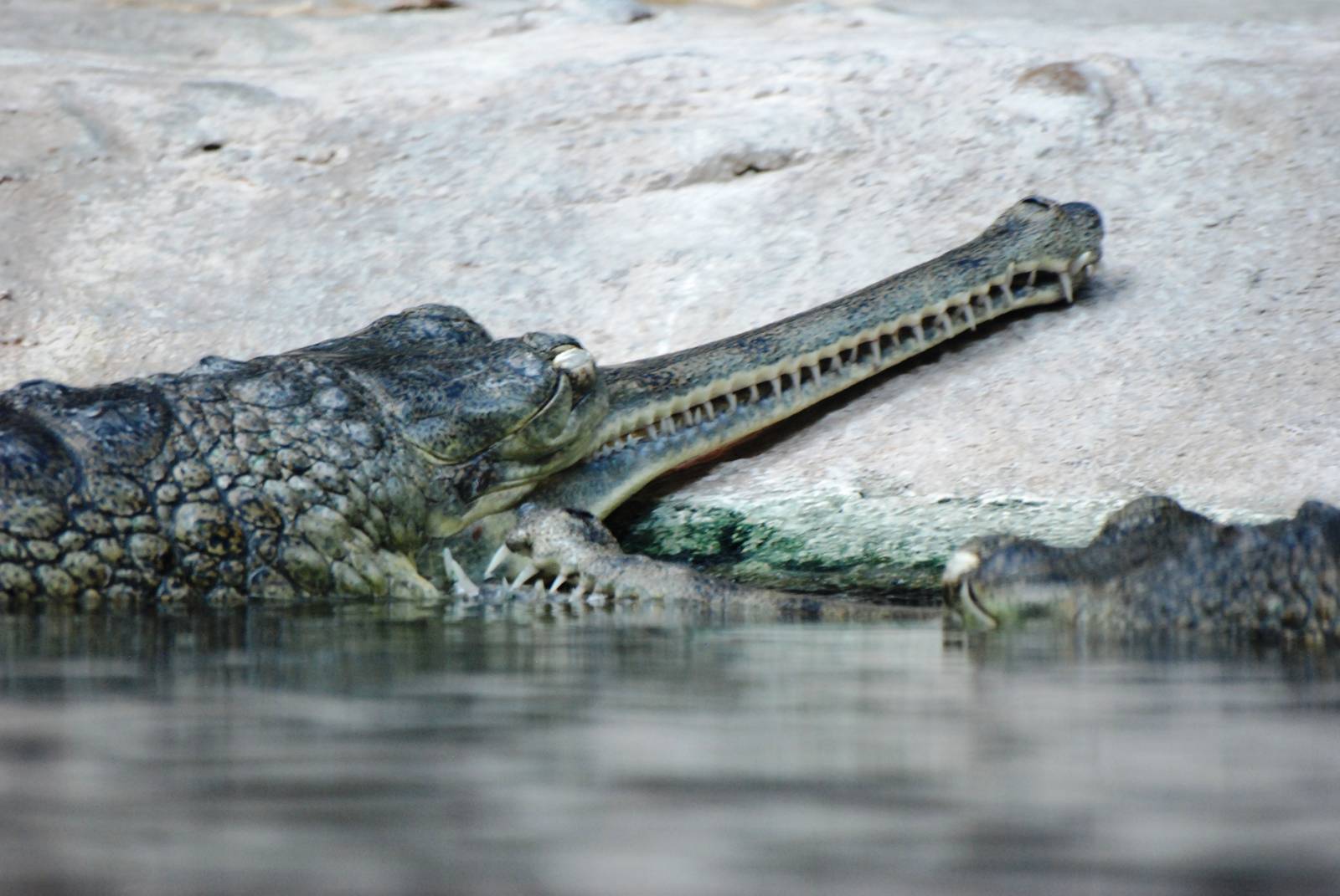 Gharials at Prague, 25/08/12