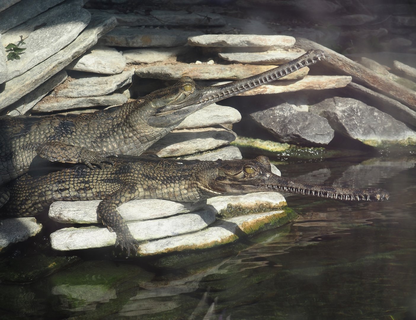 Gharials (Gavialis gangeticus), 2024-09-17