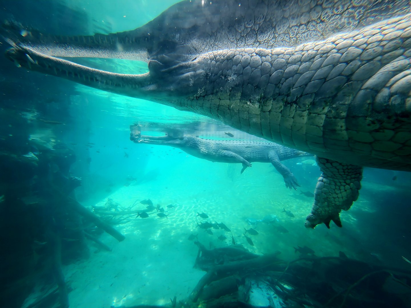 Gharials (Gavialis gangeticus)
