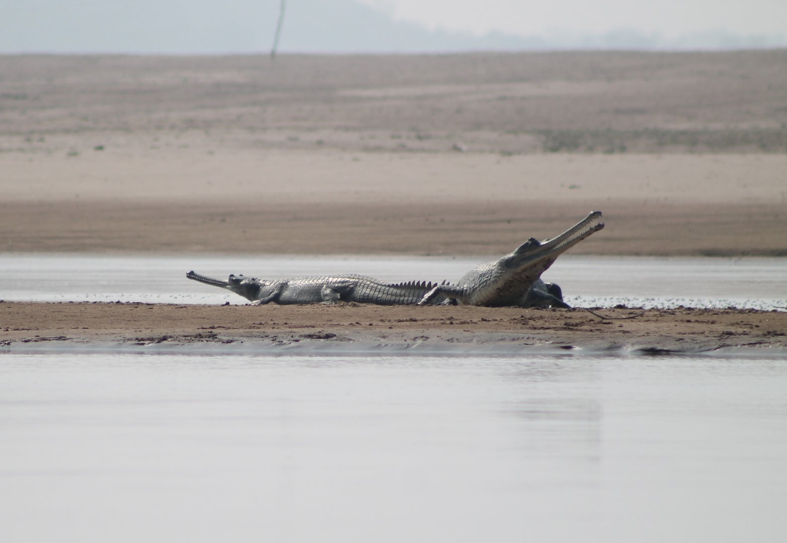Gharials (Gavialus gangeticus)