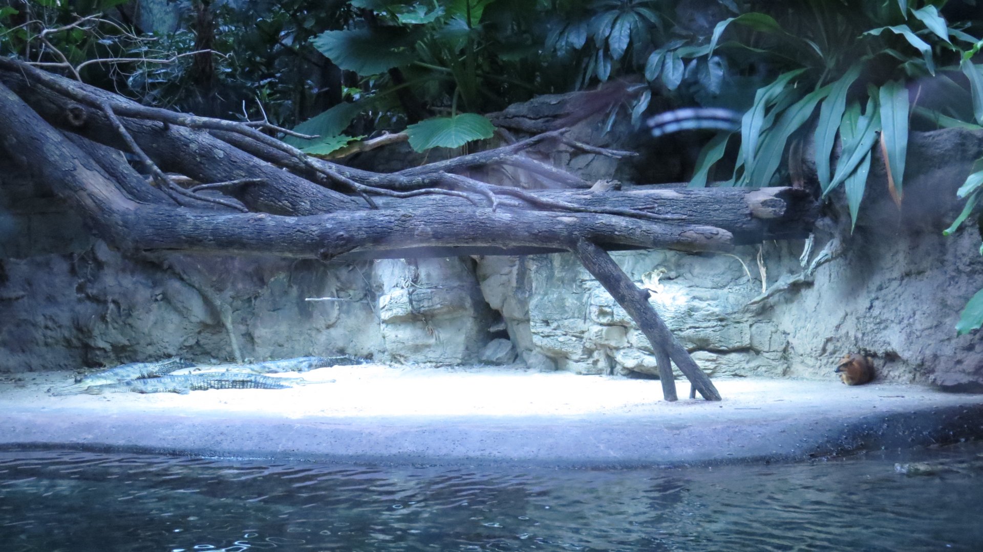 Gharials + Greater Mouse Deer | Jungleworld | The Bronx Zoo