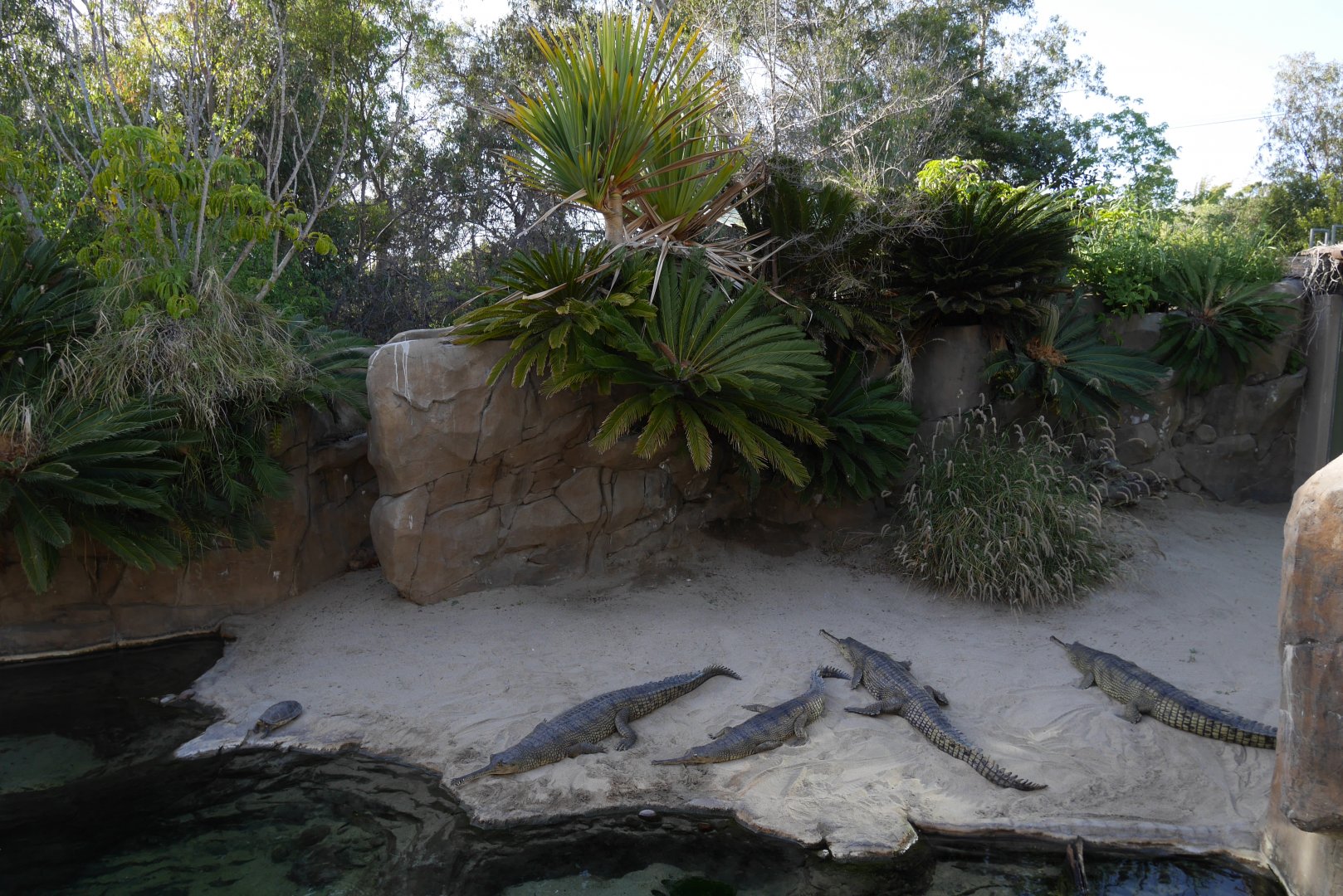 Gharials in Reptile Walk - My First US Zoo Trip