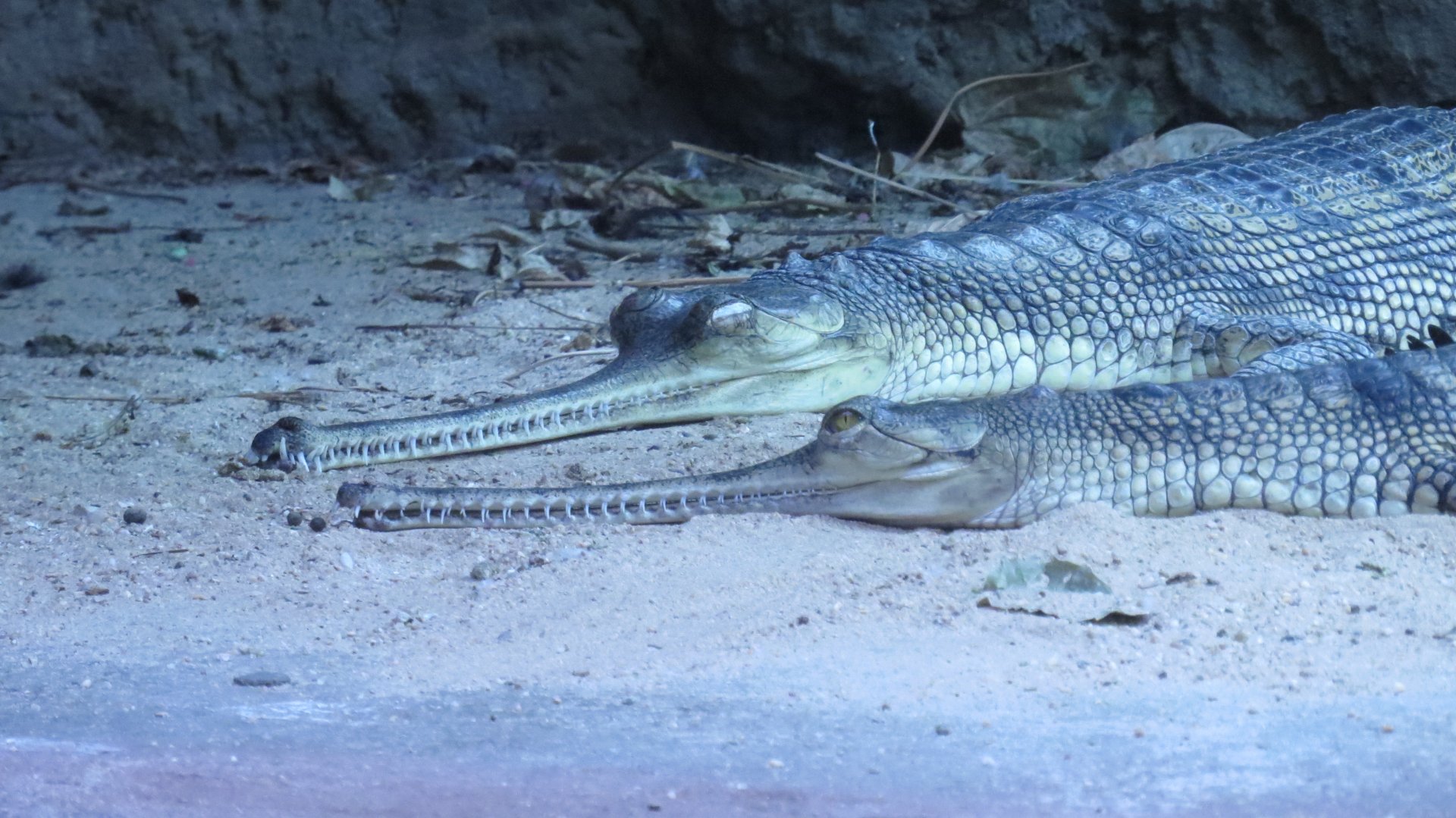 Gharials | Jungleworld | The Bronx Zoo