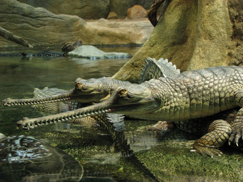 Gharials @ Prague zoo