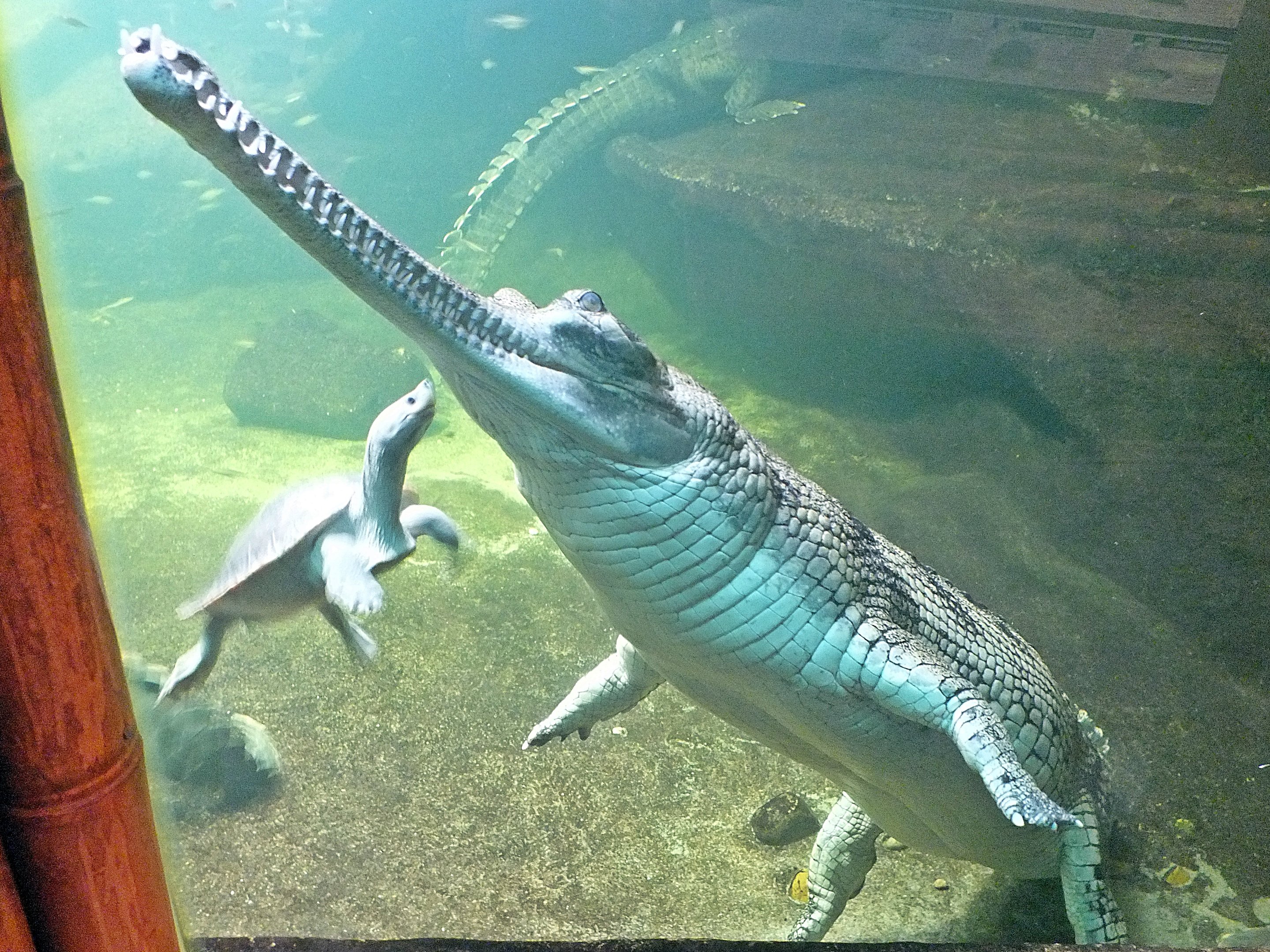 Gharials with northern river terrapin