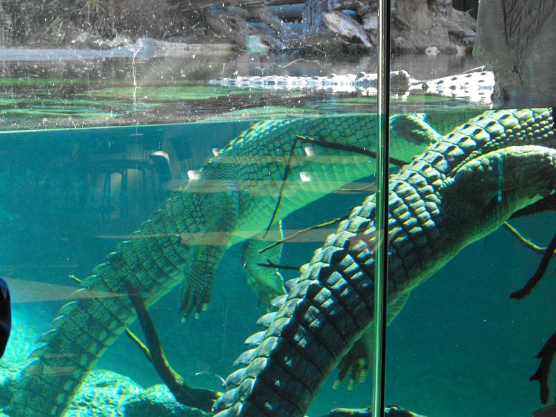 Gharials