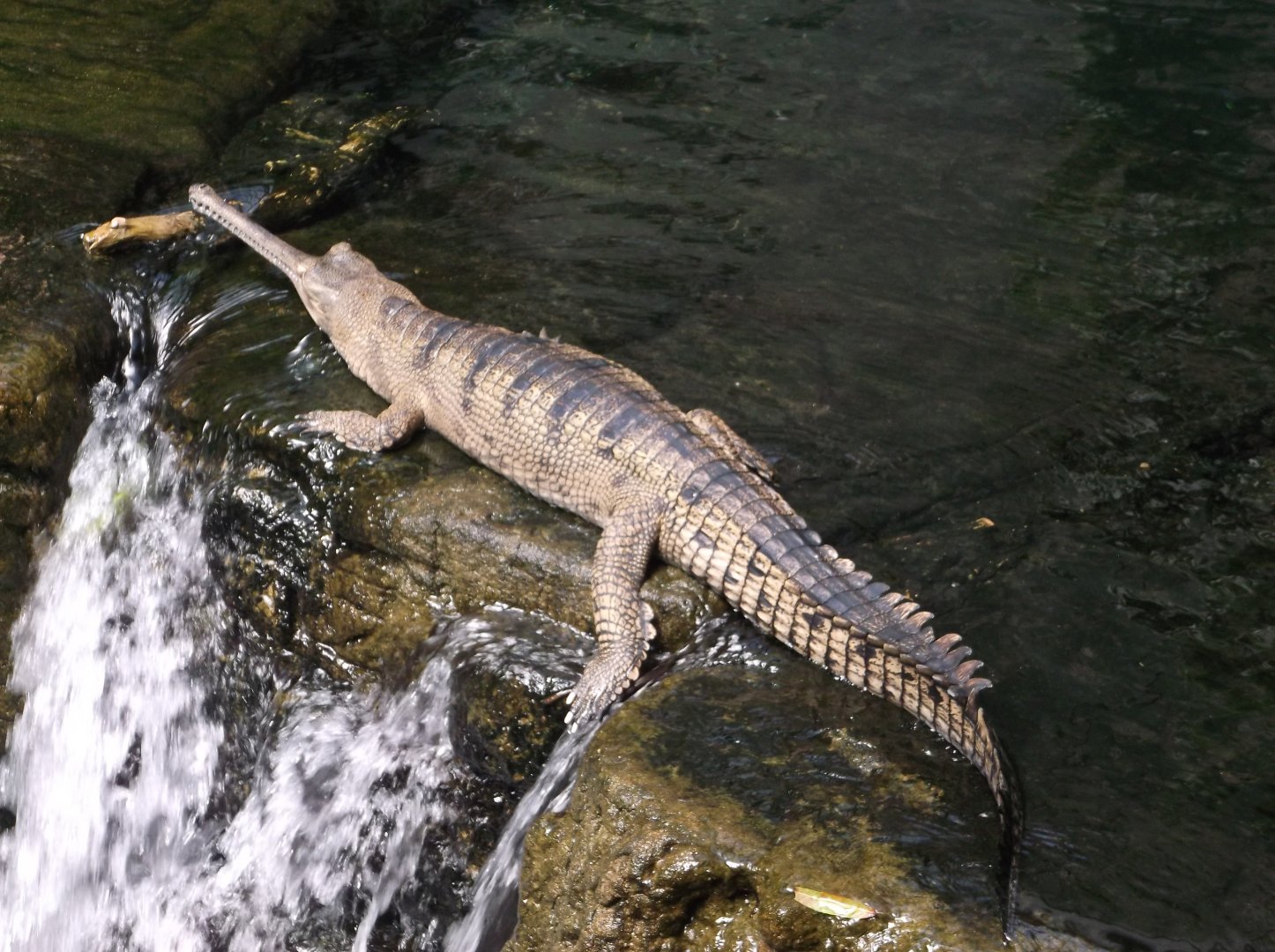 Gharials