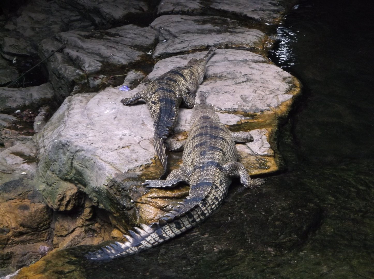 Gharials