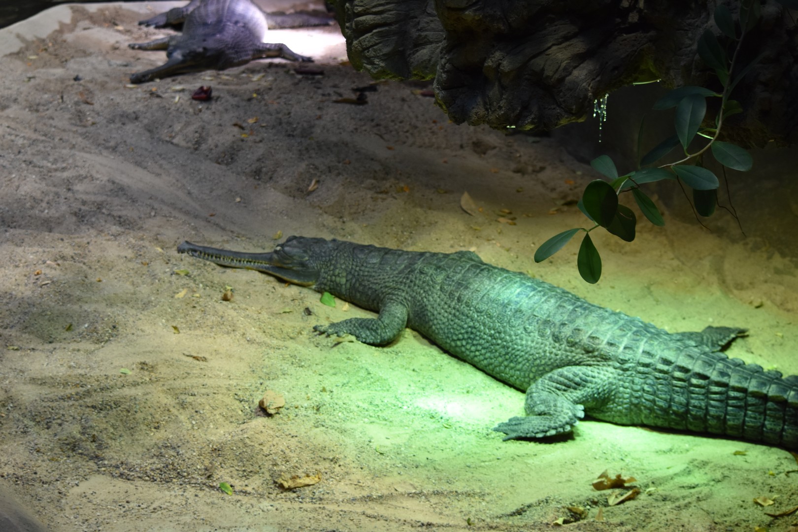 Gharials
