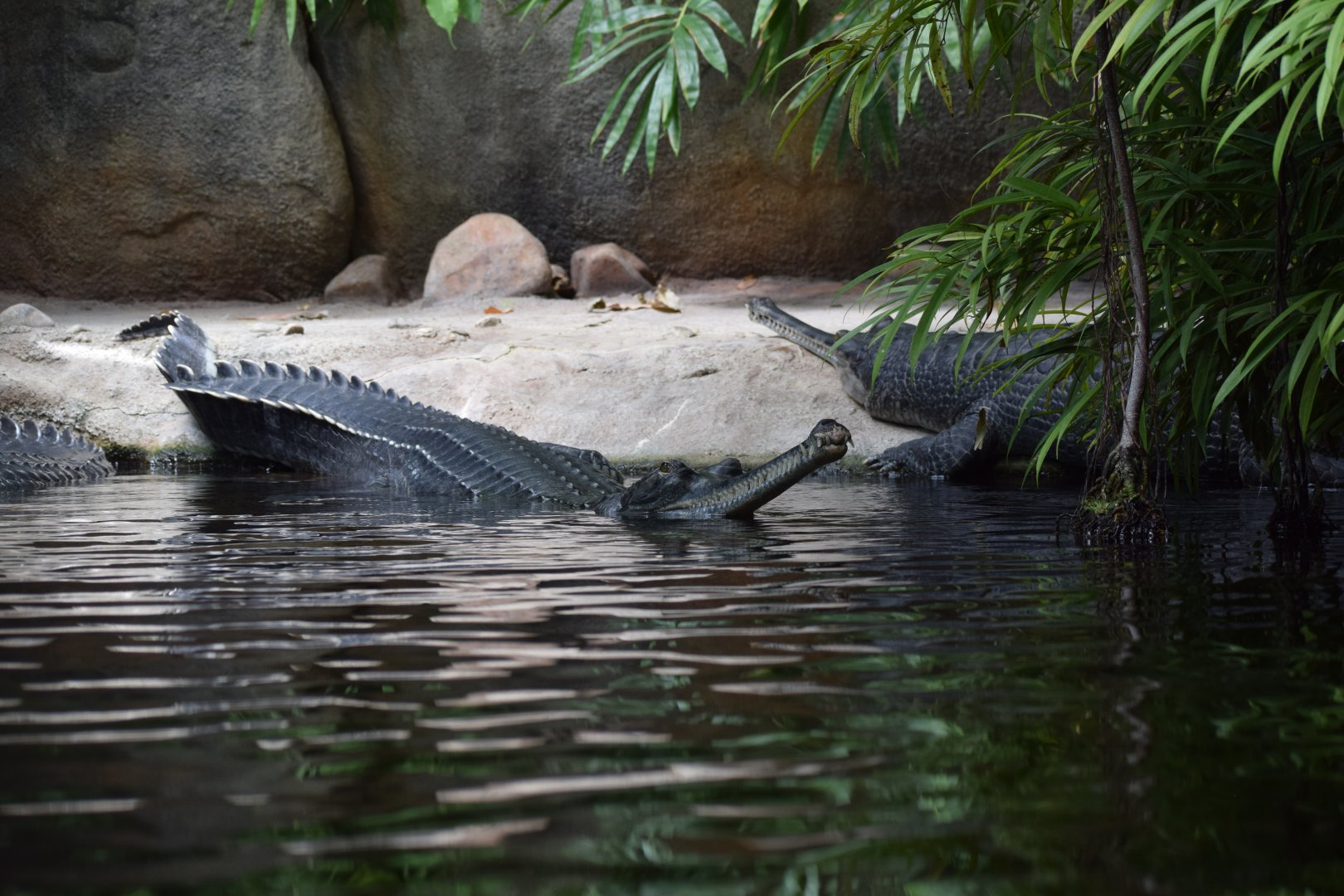 Gharials