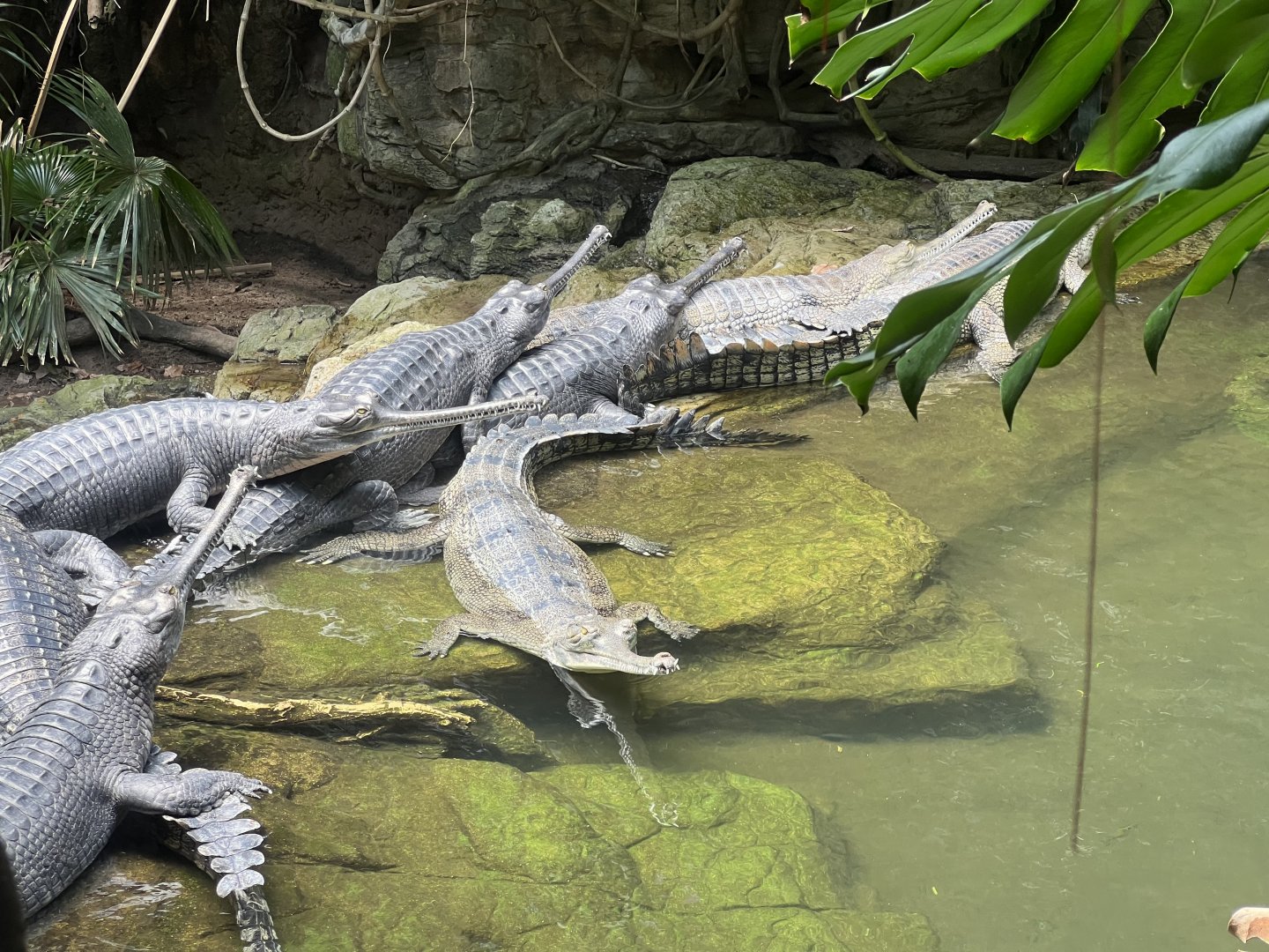Gharials
