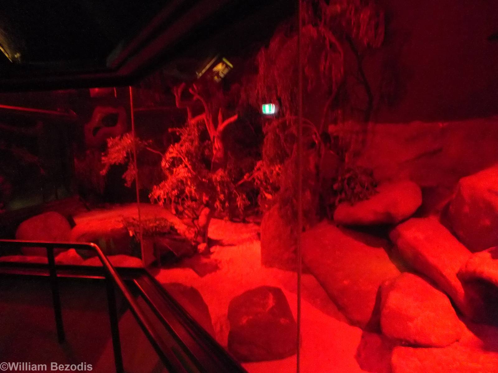 Ghost Bat and Short-eared Rock Wallaby Enclosure