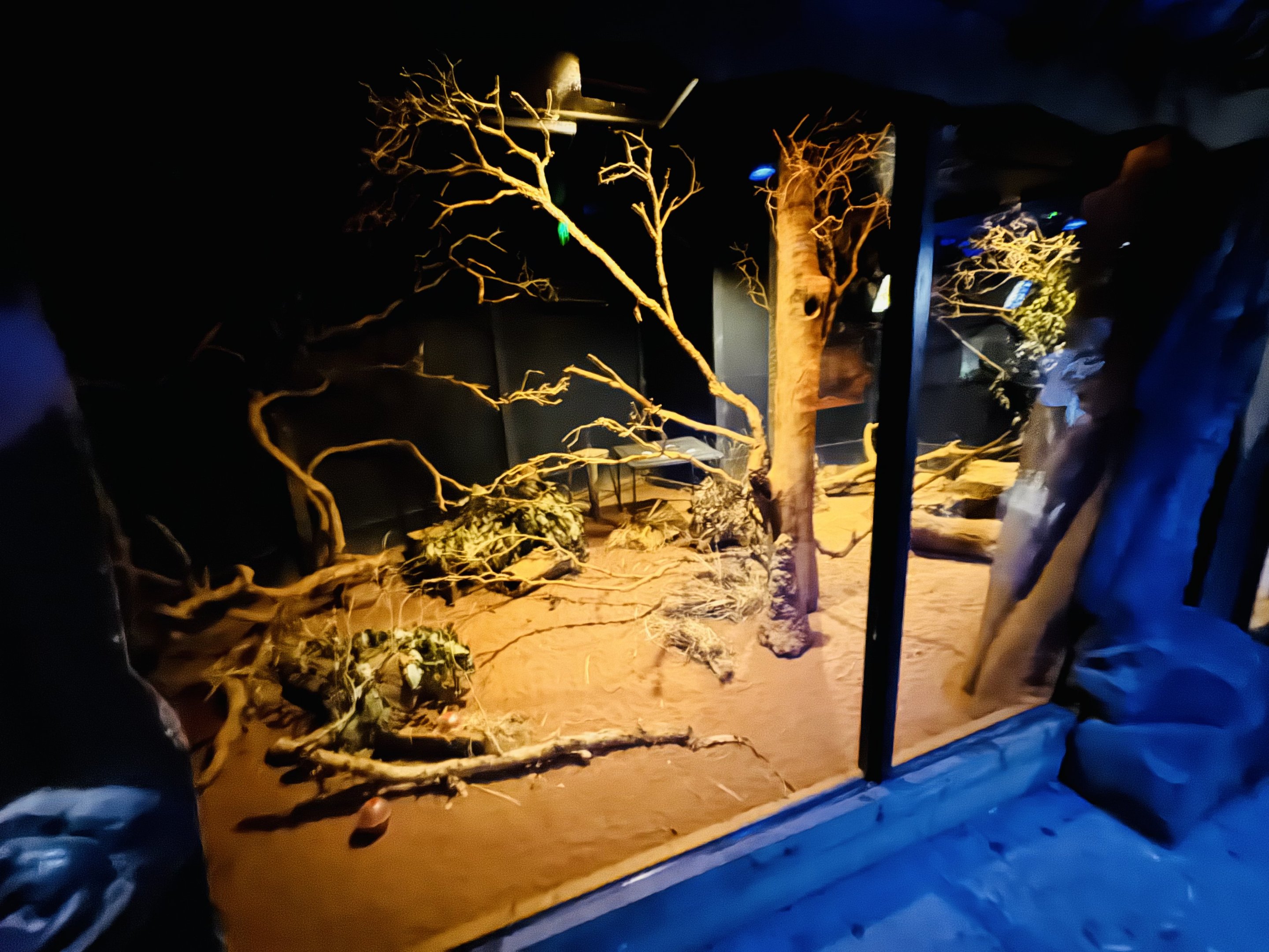 Ghost bat/bilby enclosure