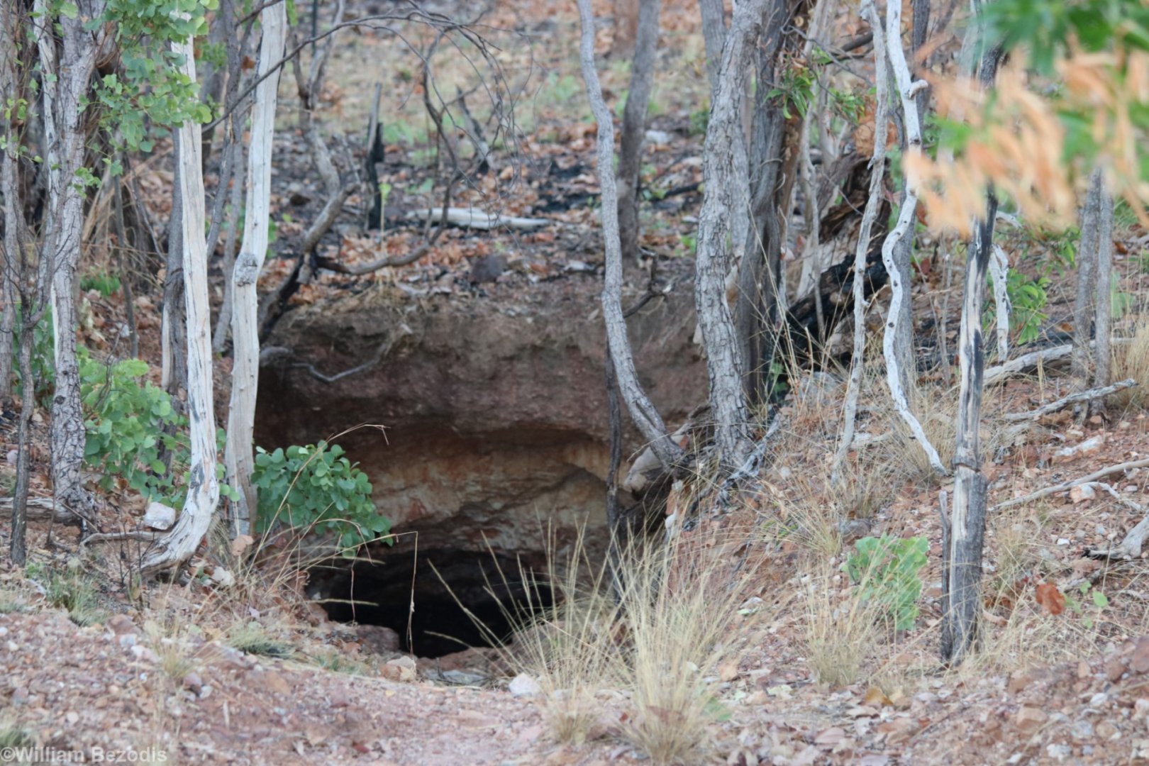 Ghost Bat Cave - Pine Crekk
