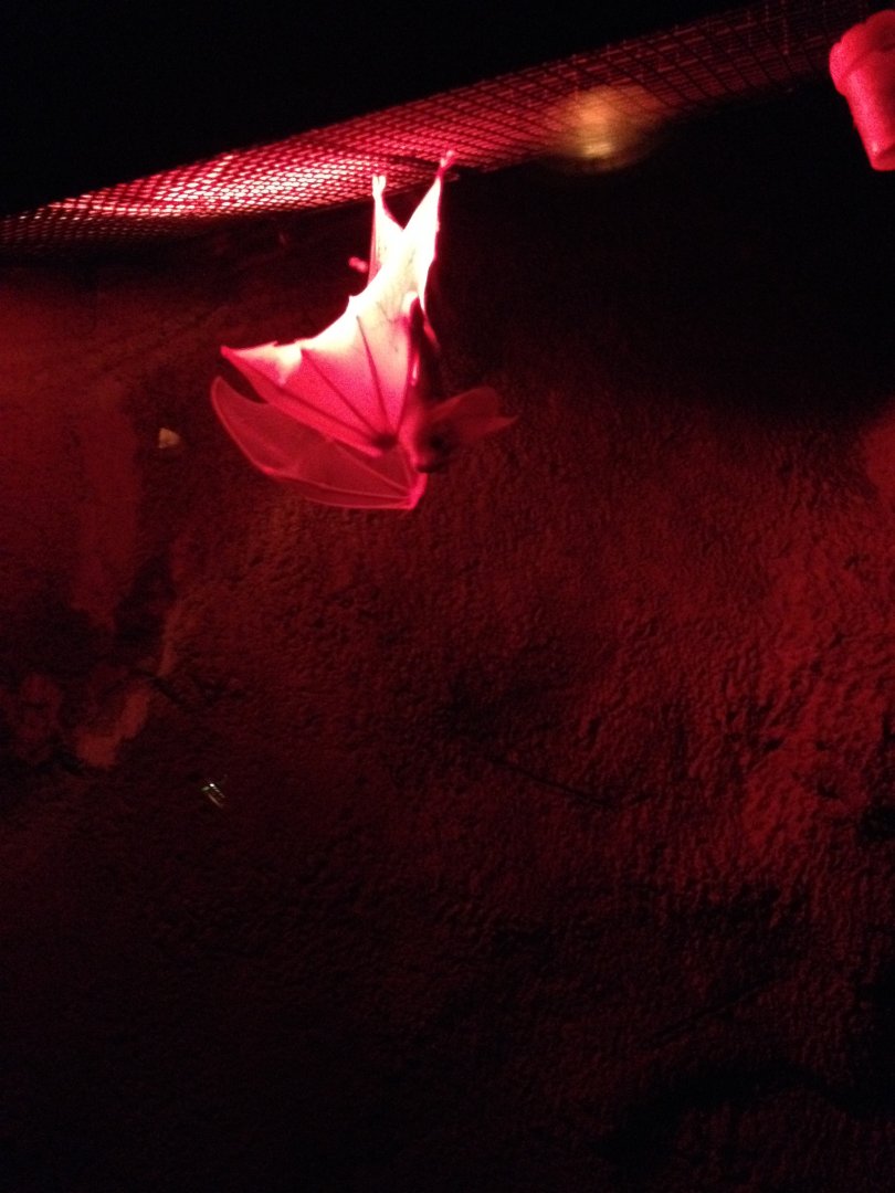 Ghost Bat (Macroderma gigas)