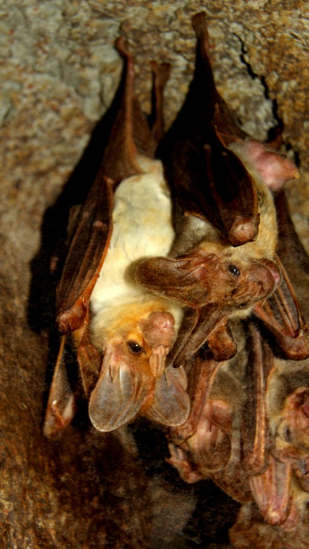 ghost bat (Macroderma gigas)