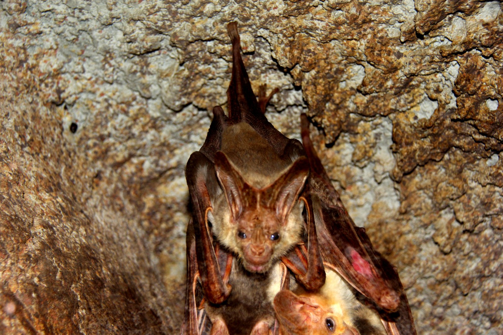 ghost bat (Macroderma gigas)