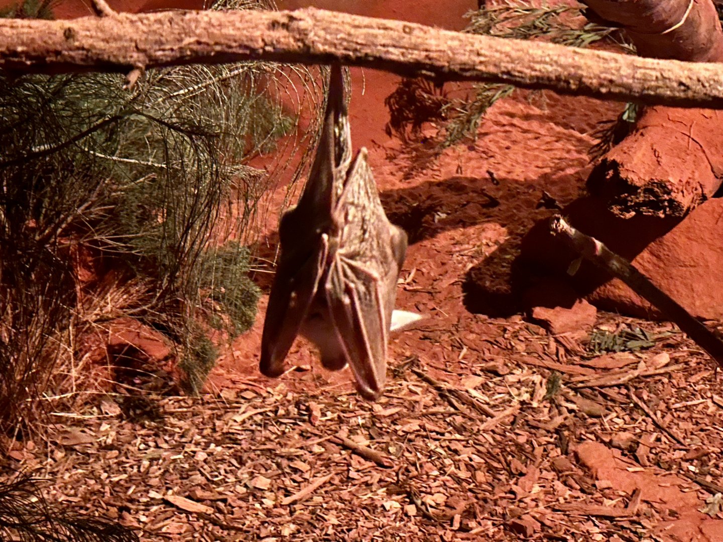 Ghost bat (Macroderma gigas)