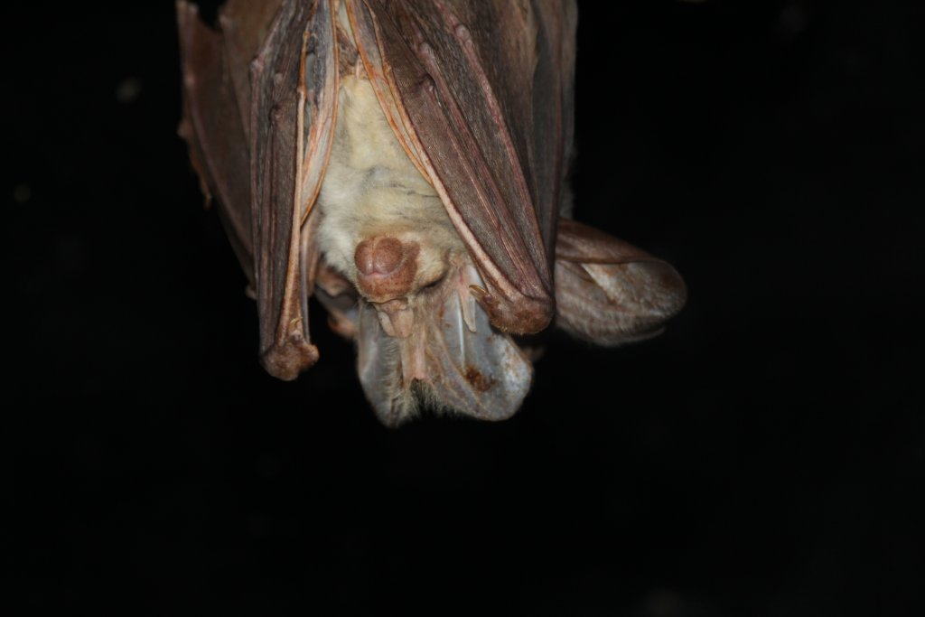 Ghost Bat