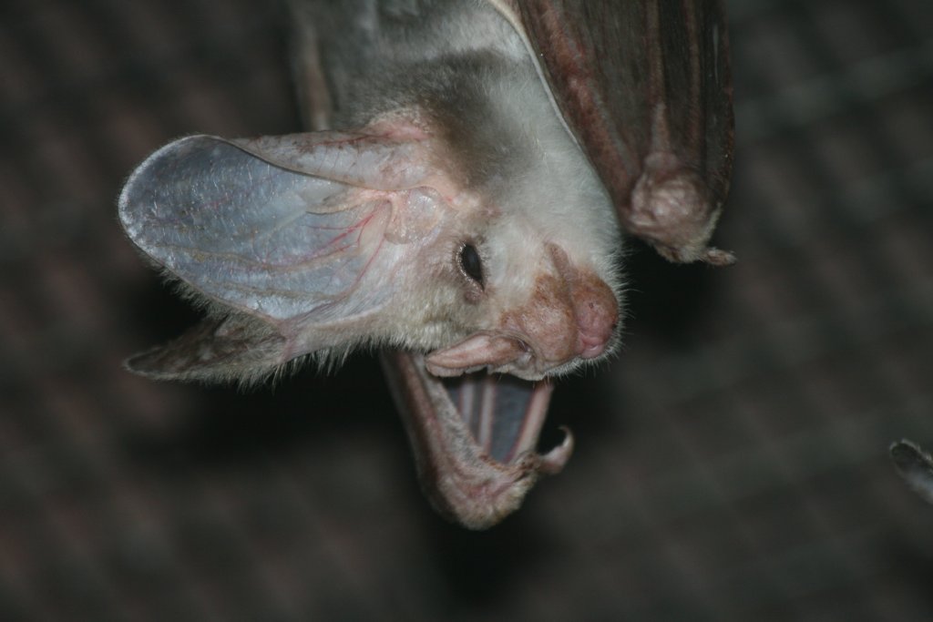Ghost Bat