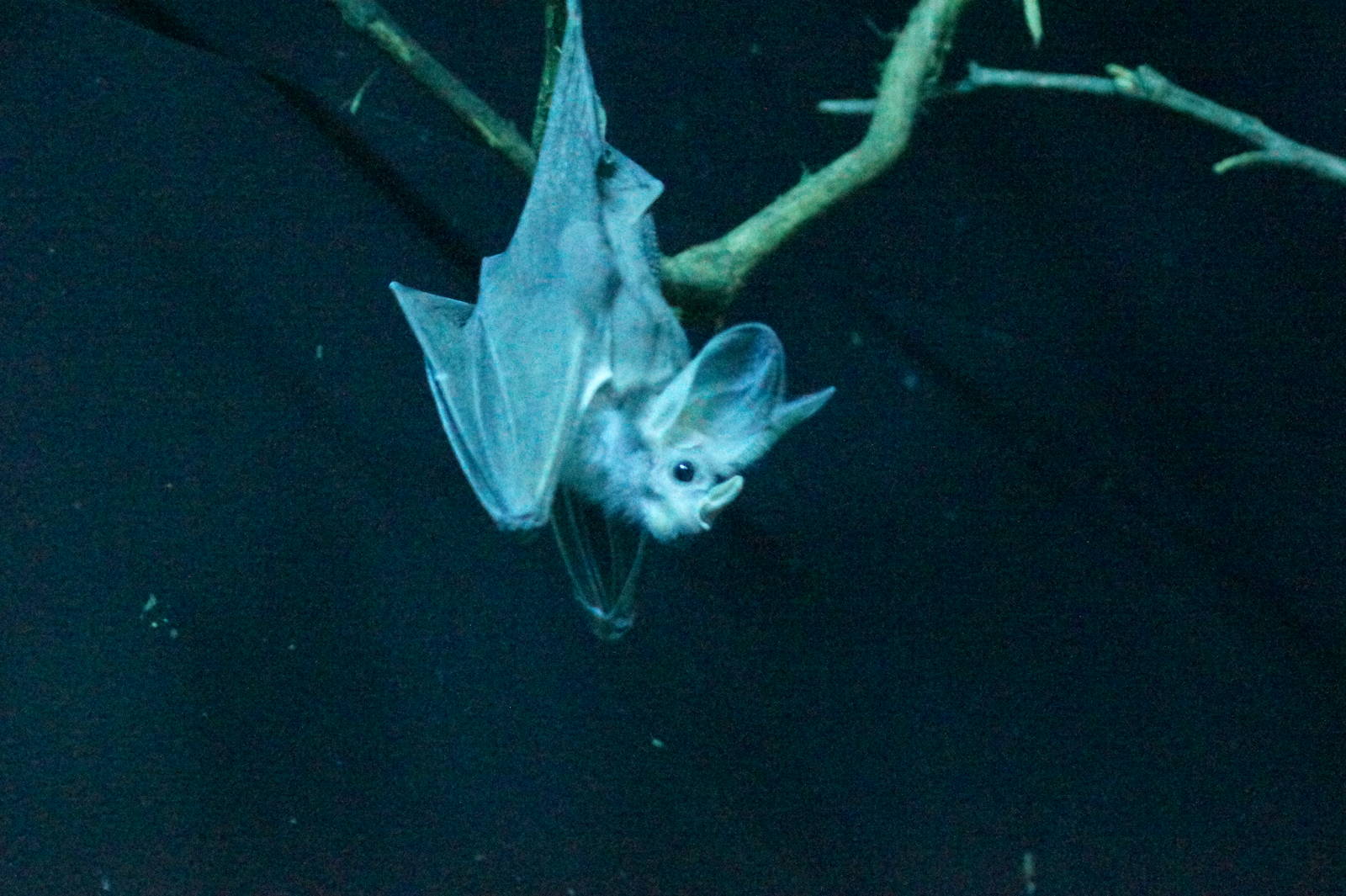 Ghost bat