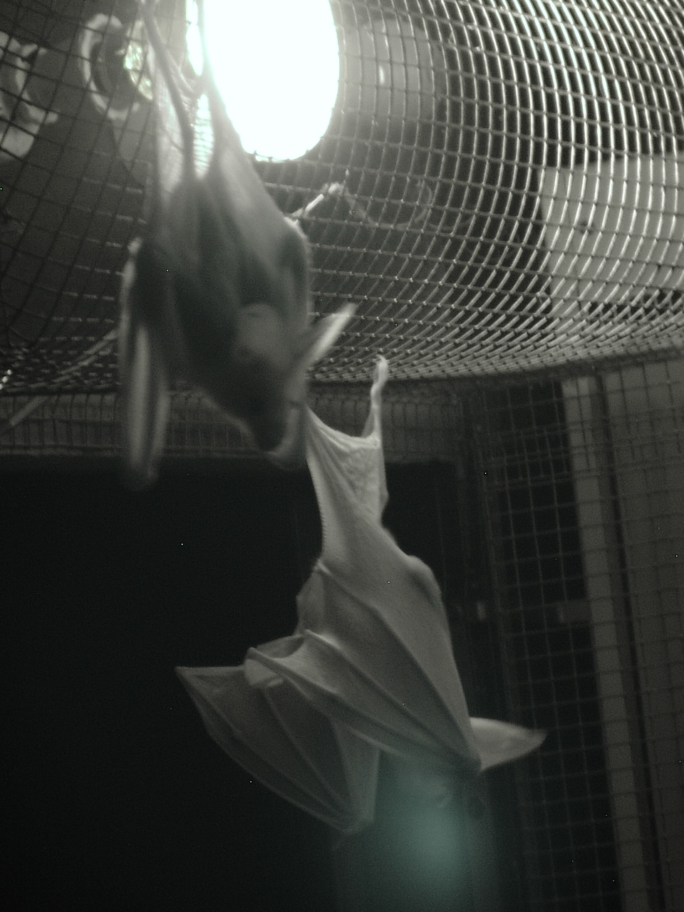 Ghost Bats (Macroderma gigas)