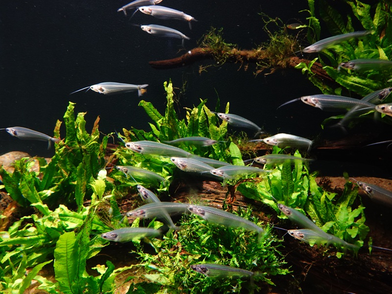 Ghost catfish (Kryptopterus vitreolus)